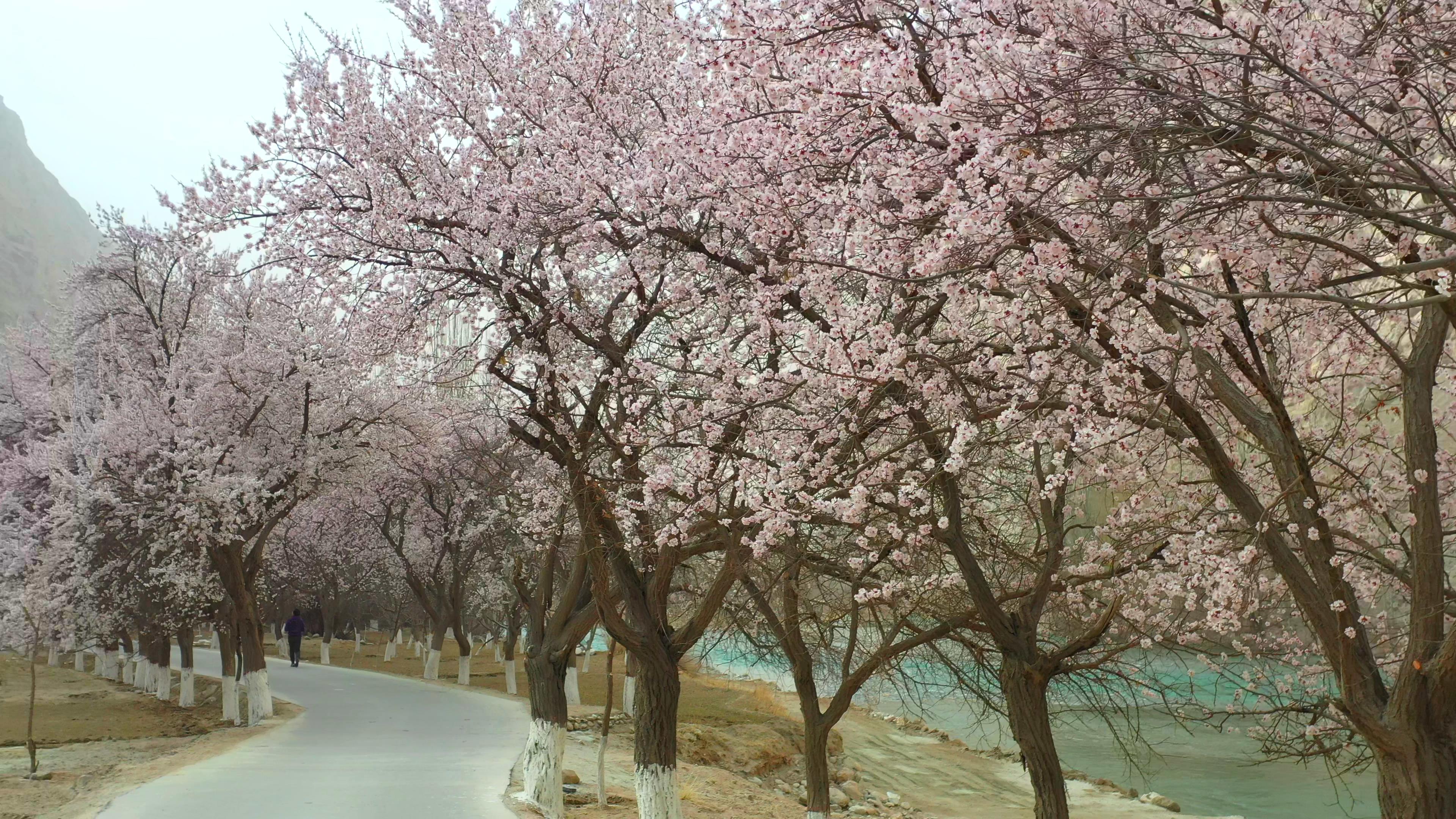 六月新疆喀納斯旅游_航拍新疆喀納斯六月夏景