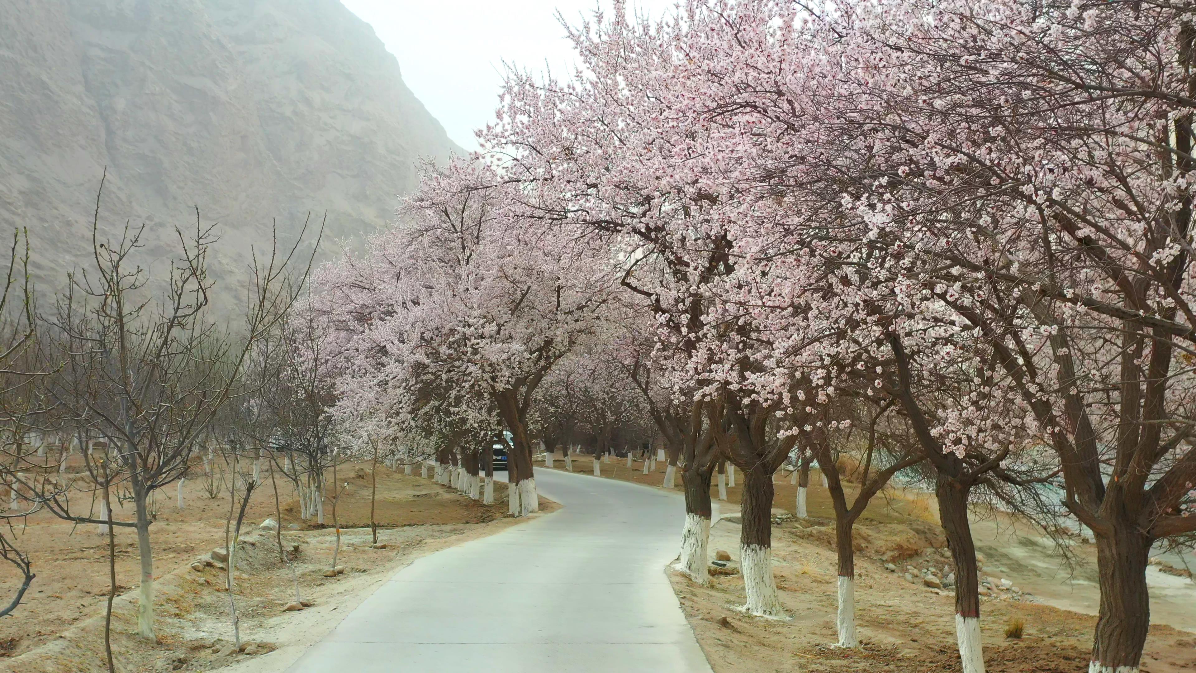 山東旅行社新疆旅游_山東新疆旅游專列