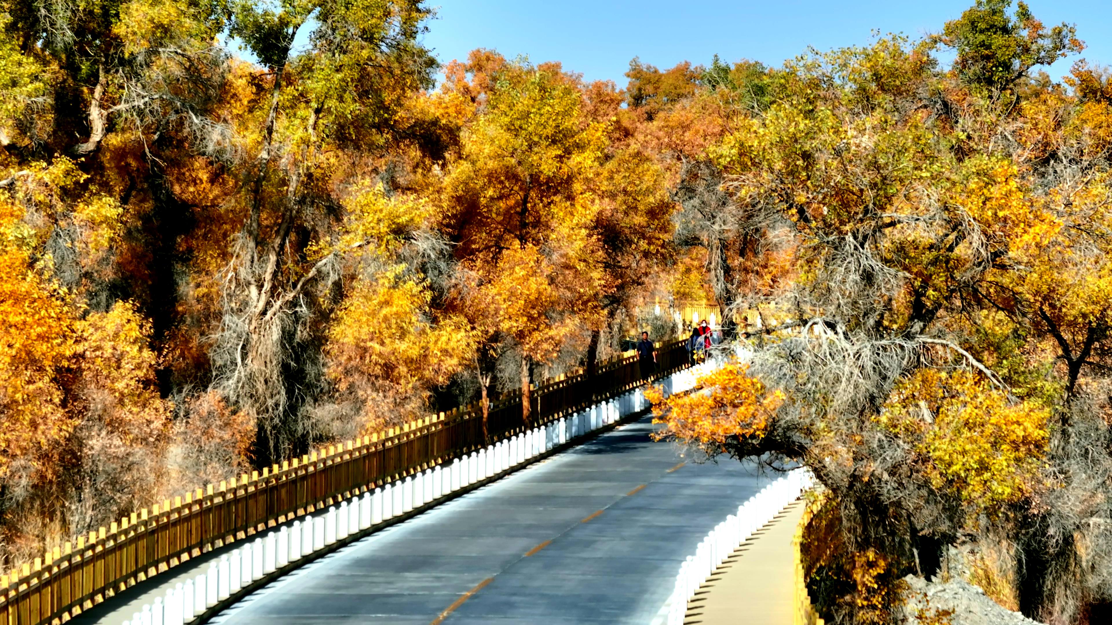 新疆旅游李子旅游包車價格_新疆旅游李子旅游包車價格多少