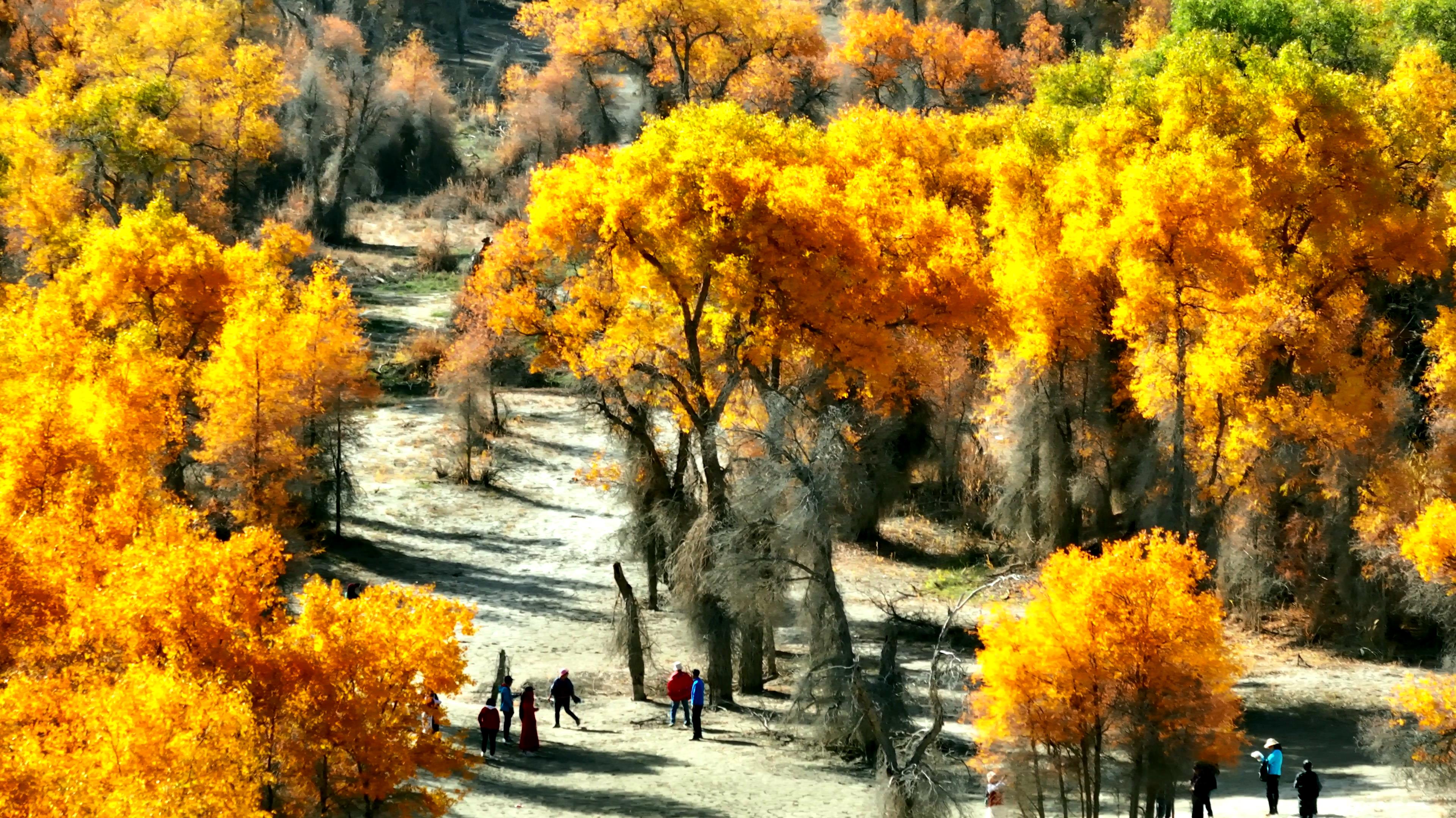 八月份去新疆哪里旅游_八月份去新疆哪里旅游合適嗎