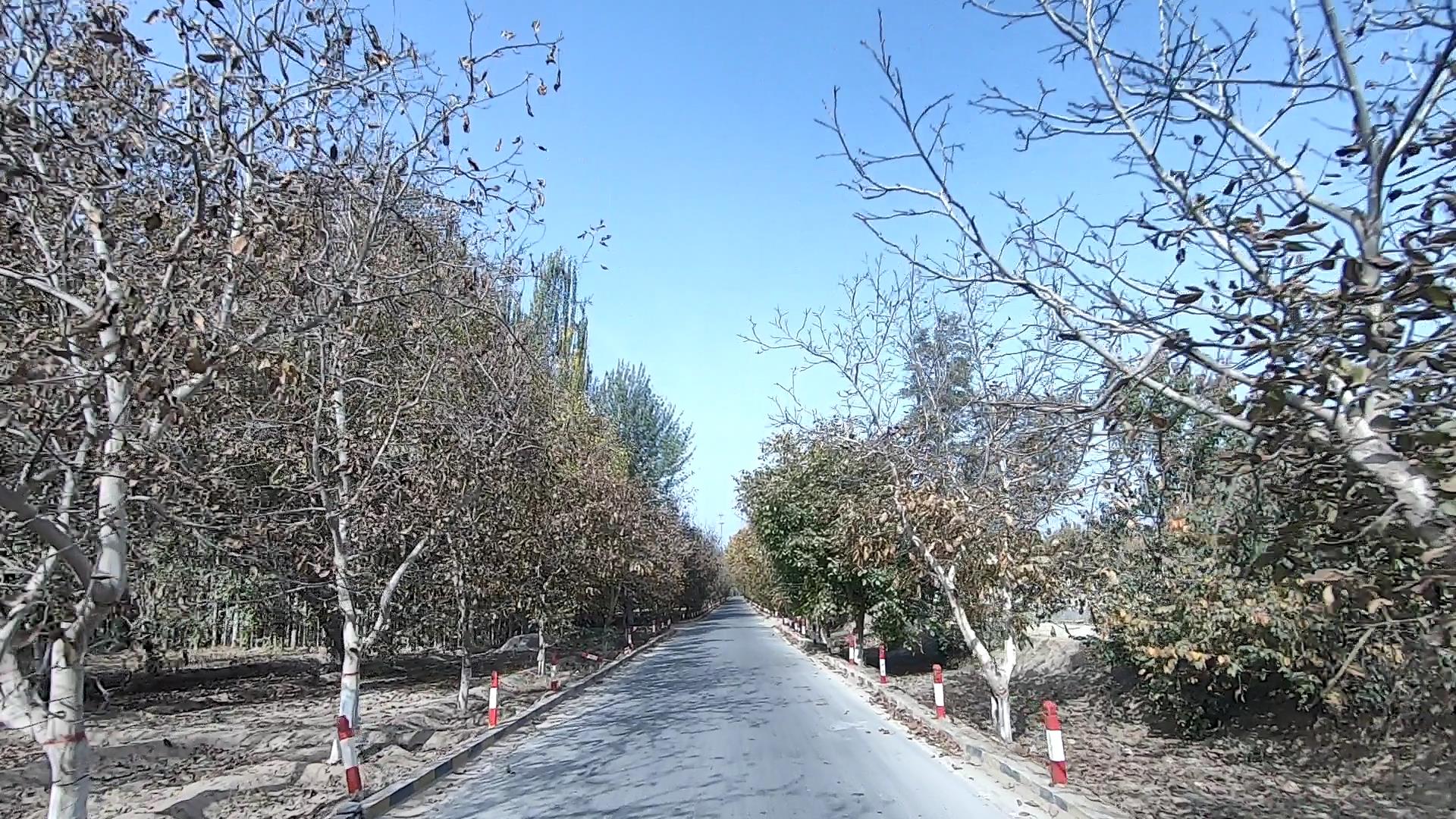 新疆伊犁杏花攝影團包車師傅_伊犁杏花游記